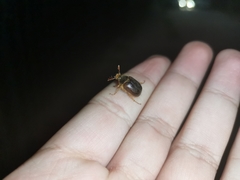 Phytholaema herrmanni