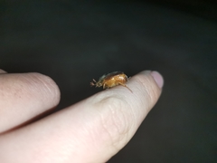 Phytholaema herrmanni