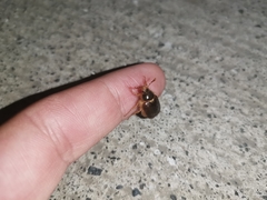 Phytholaema herrmanni