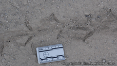 Callipepla californica