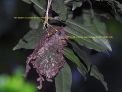 Calligaster himalayensis