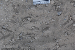 Callipepla californica