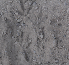 Callipepla californica