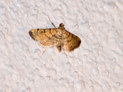 Spilomelini