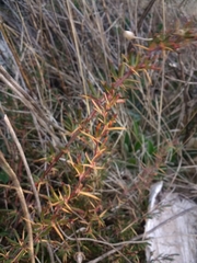 Berberis empetrifolia