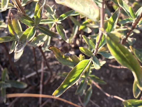 Monardella odoratissima
