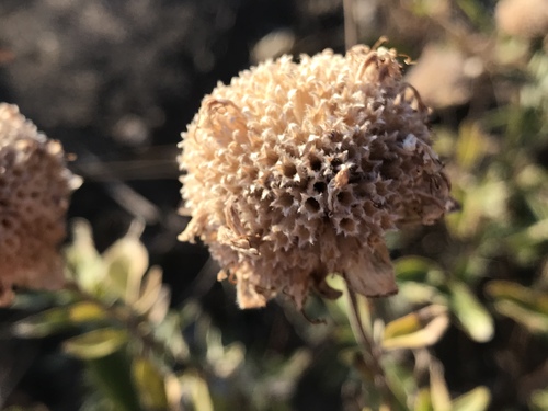 Monardella odoratissima