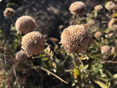 Monardella odoratissima