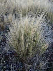 Festuca gracillima