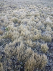 Festuca gracillima