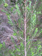 Kunzea parvifolia