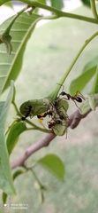 Dolichoderus attelaboides