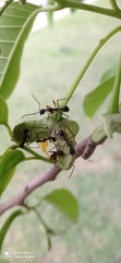 Dolichoderus attelaboides