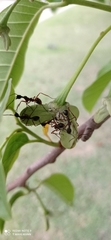 Dolichoderus attelaboides