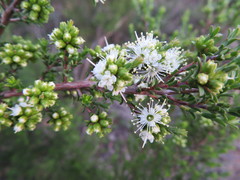 Kunzea parvifolia