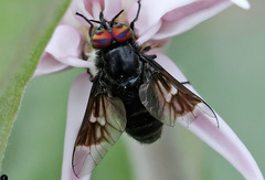 Chrysops mitis
