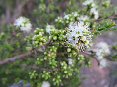 Kunzea parvifolia
