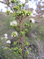 Kunzea parvifolia