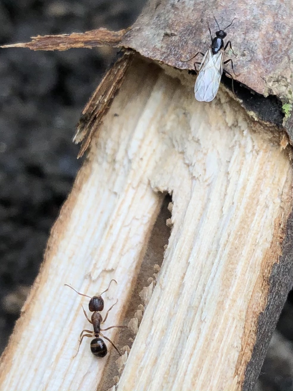 Camponotus subbarbatus