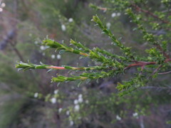 Kunzea parvifolia