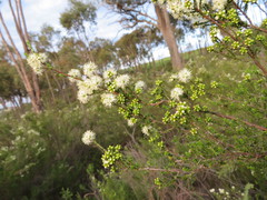 Kunzea parvifolia