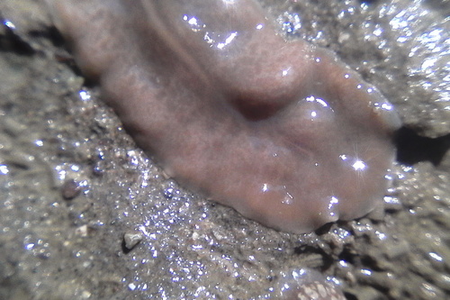 Leptostylochus