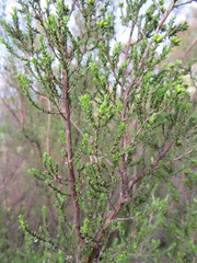 Kunzea parvifolia
