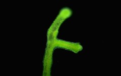 Hydra viridissima