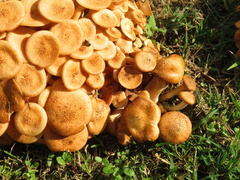 Desarmillaria caespitosa