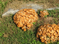 Desarmillaria caespitosa