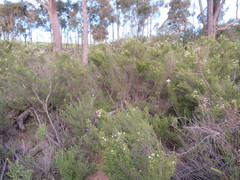 Kunzea parvifolia