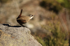 Pteroptochos megapodius