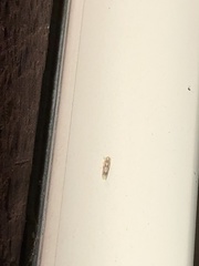 Erythridula praecisa