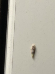 Erythridula praecisa