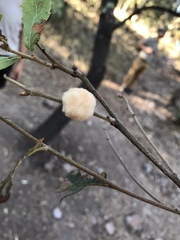 Striatoandricus furnessulus