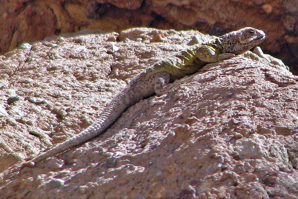 Antofagasta Chuckwalla