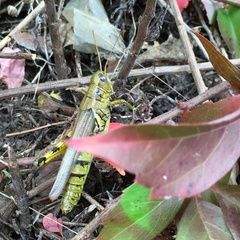 Melanoplus differentialis