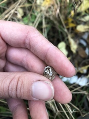 Inflectarius inflectus