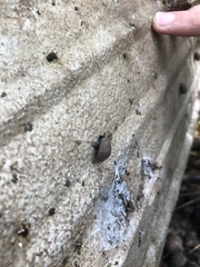 Inflectarius inflectus