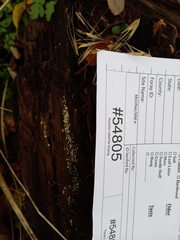 Trichoderma hamatum