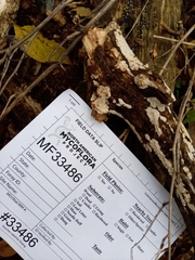 Eichleriella macrospora