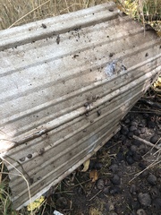 Inflectarius inflectus