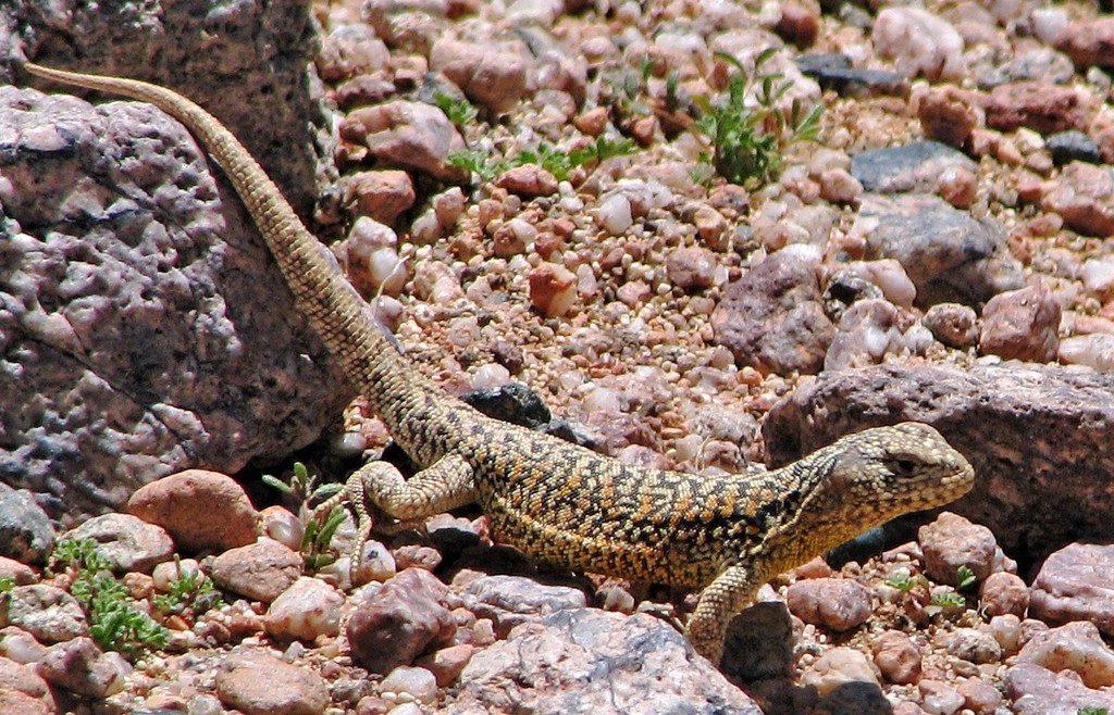 Eleodor's Tree Iguana