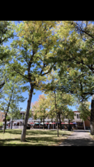 Gleditsia triacanthos