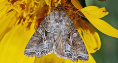 Trichordestra liquida