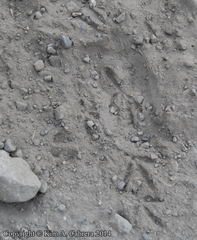 Callipepla californica