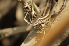 Liolaemus cyanogaster