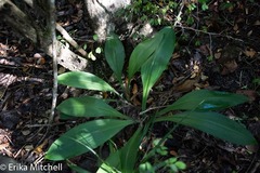 Hymenocallis speciosa