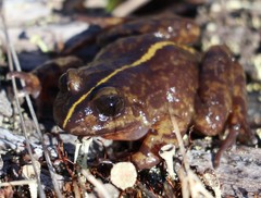 Eupsophus emiliopugini