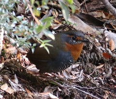 Scelorchilus rubecula